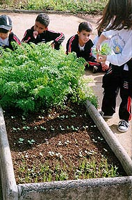 Horta no SESI/CI - detalhe