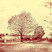 &Aacute;rvores salvas na Avenida Marginal, por Carlos G&iacute;rio