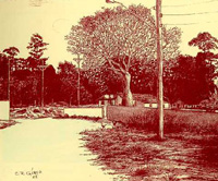 Barriguda da rua Sergipe retratada por Carlos G&iacute;rio 