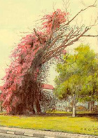 A ficheira e a primavera