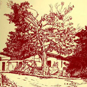 figueira centen�ria no desenho de Carlos G&iacute;rio