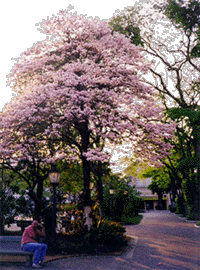 Pobre &aacute;rvore - embelezava a pra&ccedil;a da Matriz - n&atilde;o existe mais!!!