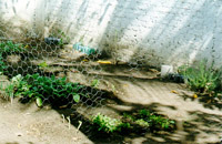 EEI Al&eacute;m do Arco Iris - horta crescendo