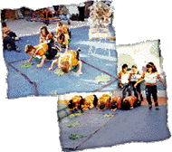 Pinguinho de Gente - historia da lagarta