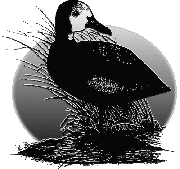 irer&ecirc;, no desenho de Dian Storch