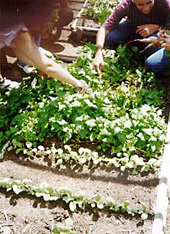 Horta da AIPA tambem usa cultivo organico (foto-arquivo AIPA)