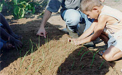 transplante, no curso de horta org�nica