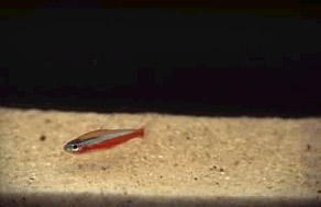 Cardinal tetra: do Amazonas ao aqu&aacute;rio - Foto: Projeto Piaba