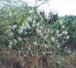 Arvore florida - foto Andrea Marques