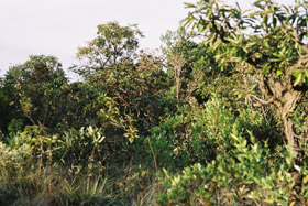 vista do cerrado = foto Silvia Czapski