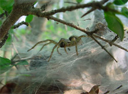 aranha montando seu ninho - foto Yuri Messas