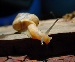 caracol de jardim - foto Yuri Messas