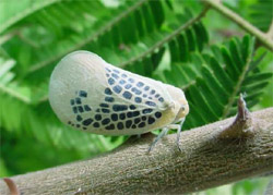 cigarra colonial - Foto Yuri Messas