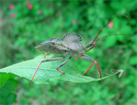 percevejo rudividio - foto Yuri Messas