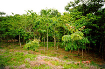 Foto: Embrapa Monistoramento por Sat&eacute;lite