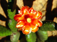 Foto: Arquivo Fumdham