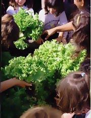 &eacute; mais gostoso, quando a gente planta e cuida